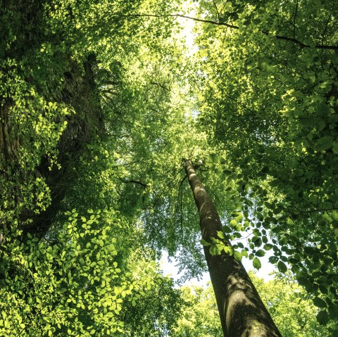 Wolfsschlucht am Felsenweg 3, &copy; Eifel Tourismus GmbH/Dominik Ketz