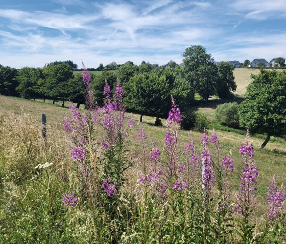 20250704_154700, &copy; Tourist-Information Islek