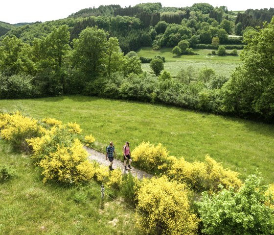 Nat'Our Route 1, Ginsterbl&uuml;te beim Dreil&auml;ndereck Ouren, &copy; Eifel Tourismus GmbH, Dominik Ketz
