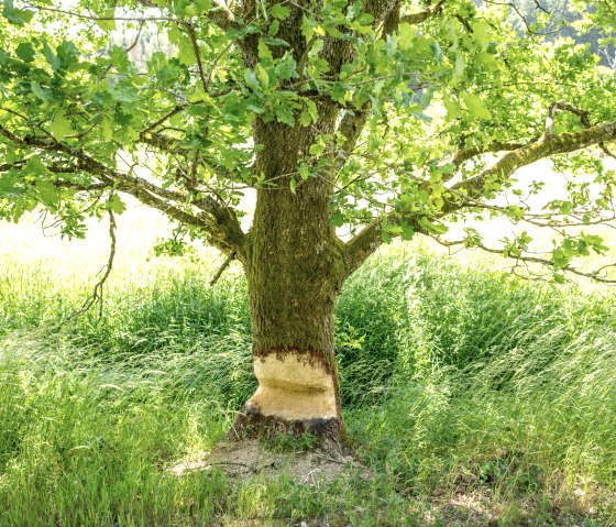 Ein Baum mit Bissspuren von einem Biber am Stamm, umgeben von gr&uuml;nem Gras und Bl&auml;ttern., &copy; Eifel Tourismus GmbH, Dominik Ketz