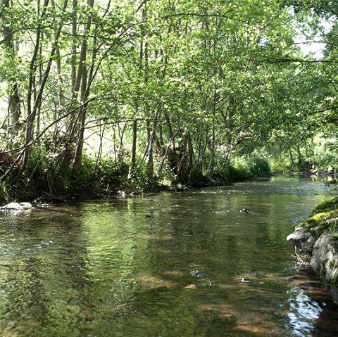 At the Heinmbach near Daleiden