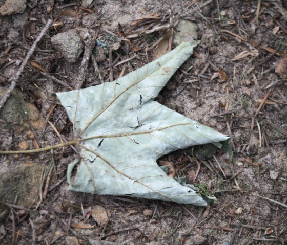 Ein vertrocknetes Blatt liegt auf dem Waldboden und erinnert in seiner Form an eine Krone., &copy; Annette & Paul-Theo Colljung