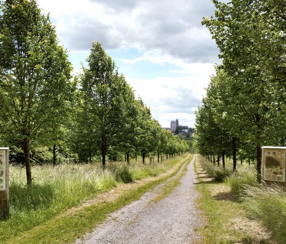 An avenue with winter lime trees and information boards leads into the distance. The sky is cloudy and buildings can be seen in the background., © Tourist-Information Bitburger Land