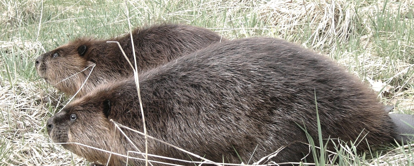 Biber am Stausee Irsental, &copy; Biberzentrum RLP der GNOR e.V.
