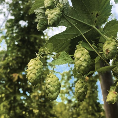 Hopfen, © Felsenland Südeifel Tourismus GmbH / Anna Carina Krebs