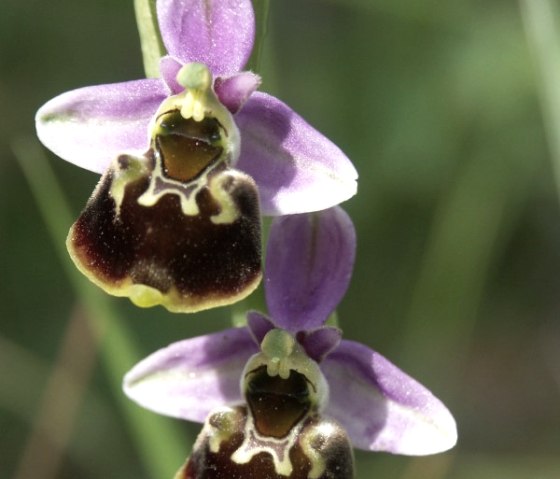 Hummel-Ragwurz (Ophrys holoserica), &copy; Naturpark S&uuml;deifel/Werner Becker