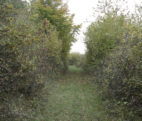 Ein schmaler Weg mit Gras, umgeben von dichten Hecken und Bäumen in herbstlichen Farben., © Felsenland Südeifel Tourismus, Christian Calonec-Rauchfuss