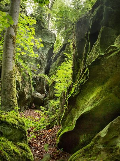 A green gorge of rocks and moss, surrounded by trees. Soft flowing light falls on the natural landscape.