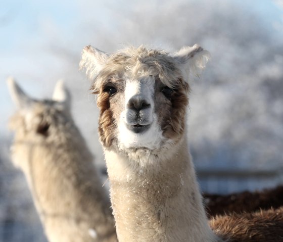 Hocheifel Alpakas - zwei, &copy; Hocheifel Alpakas Balter
