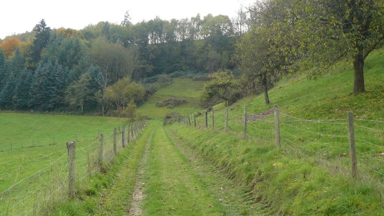 Een graspad leidt door een heuvelachtig landschap met bomen en een hek.