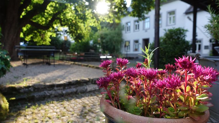 Un pot de fleurs avec des plantes violettes à l'avant, entouré d'un jardin paisible. Au fond, des arbres et un bâtiment sont visibles, illuminés par une lumière douce.