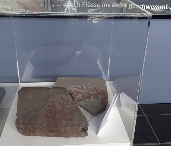 Fossil Farngew&auml;chs, &copy; Petra Groben