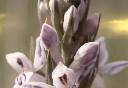 Gefleckte Knabenkraut (Dactylorhiza maculata) , &copy; Werner Becker