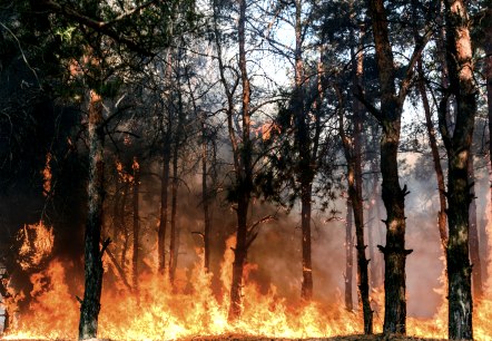Symbolfoto Waldbrand, © yelantsevv - stock.adobe.com