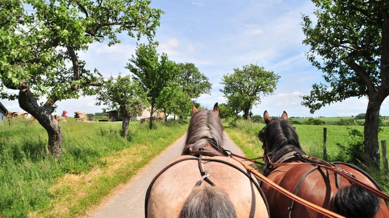 Twee paarden die een schilderachtige weg volgen, omringd door bomen en groene weilanden. De lucht is blauw en zonnig.