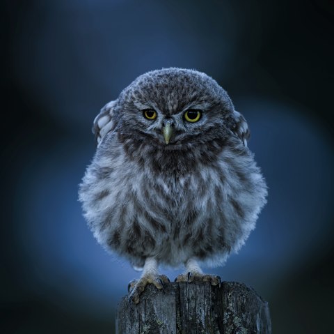 Steinkauz, &copy; Naturpark S&uuml;deifel/Thomas Kirchen