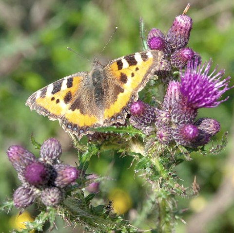 Kleiner Fuchs, &copy; V. Teuschler