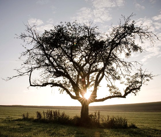 Ein Baum steht allein auf einem Feld, die Sonne scheint durch seine &Auml;ste. Der Himmel ist leicht bew&ouml;lkt, die Szene wirkt friedlich und idyllisch., &copy; Naturpark S&uuml;deifel, P. Haas