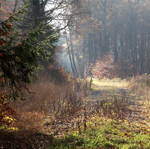 Autumn in the Grimbach Valley, © V. Teuschler