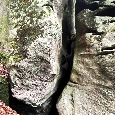 Muhmenlay close-up, © Felsenland Südeifel Tourismus GmbH, AC Krebs