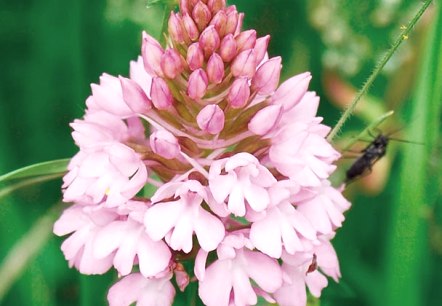 Gymnadenia conopsea, &copy; Peter Wagner