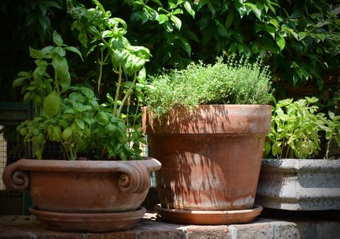 Zwei Töpfe mit frischen Kräutern stehen im Garten. Der linke Topf enthält Basilikum, während der rechte Topf Thymian hat.