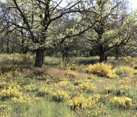 bl&uuml;hender Ginster im Irsental, &copy; Tourist-Information Islek