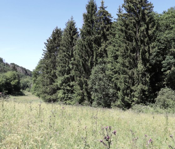 Wald und Wiesen am Wanderweg Nr. 15, © Tourist-Information Islek