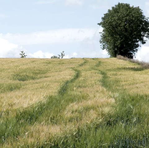 Ein grünes Getreidefeld mit einem Pfad, der zu einem einzelnen Baum am Horizont führt. Der Himmel ist leicht bewölkt., © V. Teuschler