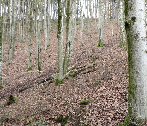 Beech forest along the hiking trail, © Tourist-Information Islek