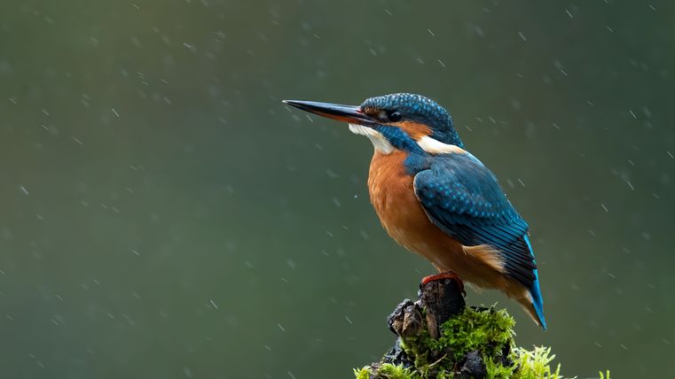 Eisvogel im Regen