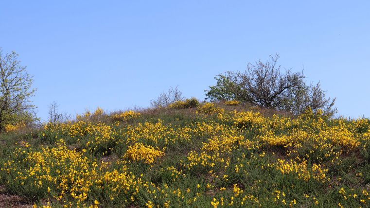 Eine hügelige Landschaft mit vielen gelben Blumen und einigen Bäumen. Der Himmel ist klar und blau.