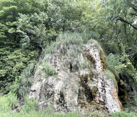 Tr&auml;nenlay im Sommer, &copy; Naturpark S&uuml;deifel/Ansgar Dondelinger
