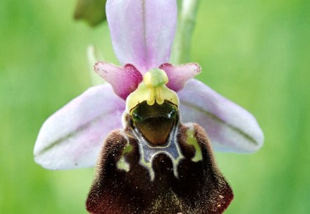 Ophrys holoserica, &copy; Werner Becker