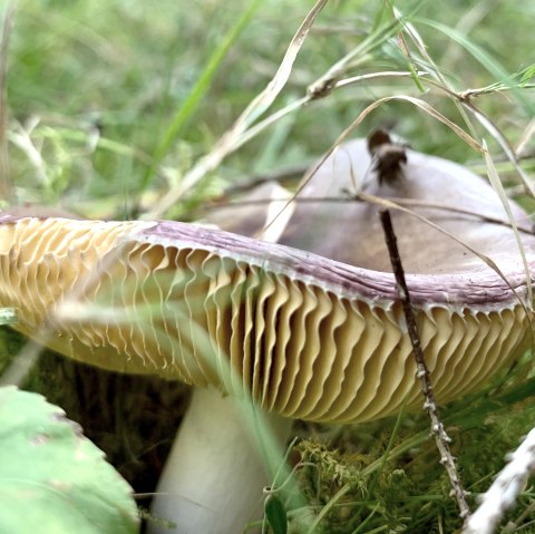 Pilz , © Ansgar Dondelinger