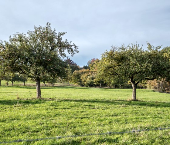 Grüne Streuobstwiese mit Obstbäumen unter blauem Himmel im Bitburger LandGang Oberweis., © TI Bitburger Land