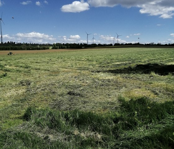 Wide view over the fields between the villages, © Felsenland Südeifel Tourismus, Antje Ackermann