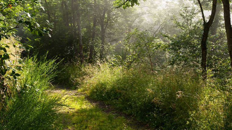 Ein sonniger Waldweg mit üppigem Grün und Bäumen, durch die Sonnenstrahlen scheinen.