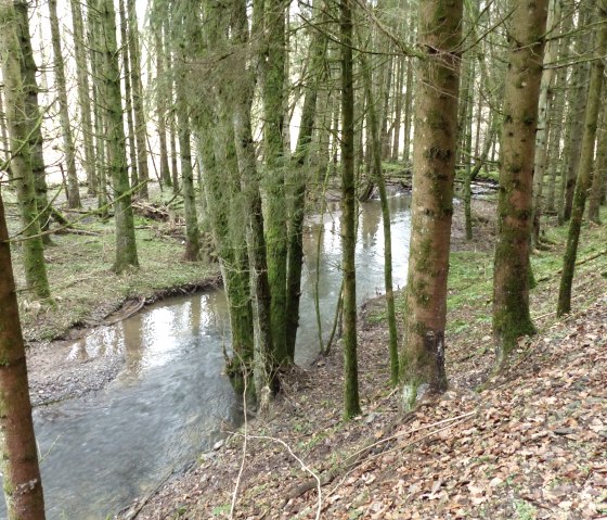 Stream in the forest, © Tourist-Information Islek