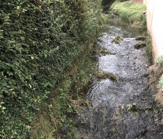 A small stream flows between a dense hedge and a wall, surrounded by green vegetation., © TI Bitburger Land