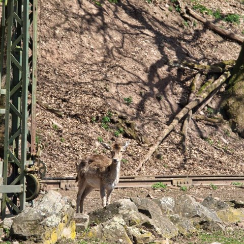 Zoo03, © Eifel-Zoo, Wallpott