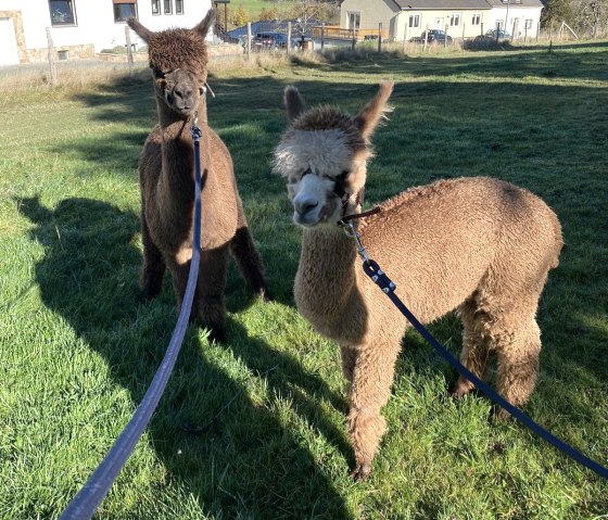 Alpakas Millow und Monti, &copy; Jeanette Lux