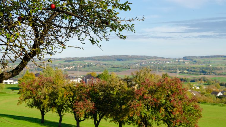 Streuobstwiese mit Apfelbaum im Vordergrund und Landschaft im Hintergrund.