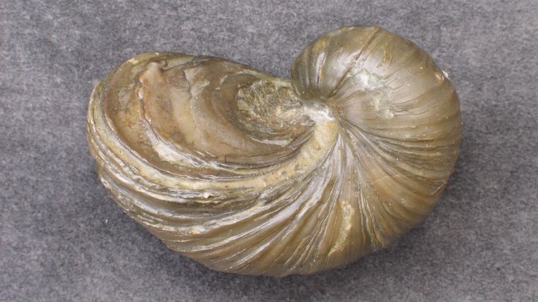 Fossil einer Teufelskralle auf grauem Hintergrund.