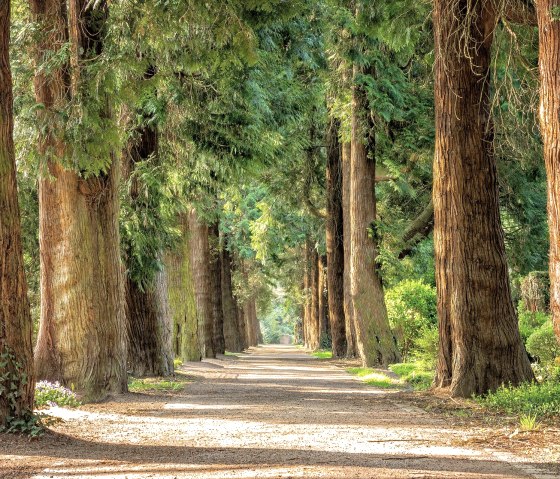 Wald, © Pixabay