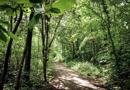 K&ouml;nigsw&auml;ldchen., &copy; TI Bitburger Land