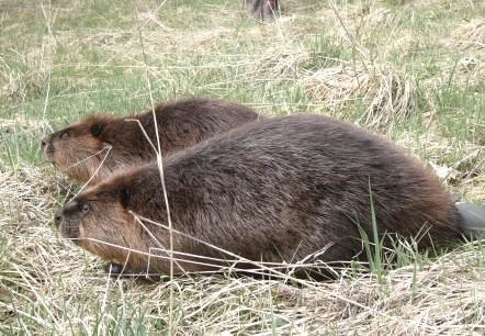 Biber am Stausee Irsental, Biberzentrum RLP der GNOR e V, &copy; Biberzentrum RLP der GNOR e V