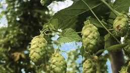 Hopfen, &copy; Felsenland S&uuml;deifel Tourismus GmbH / Anna Carina Krebs