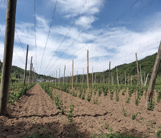 IMG-20200516-WA0025 Hopfenfelder Holsthum