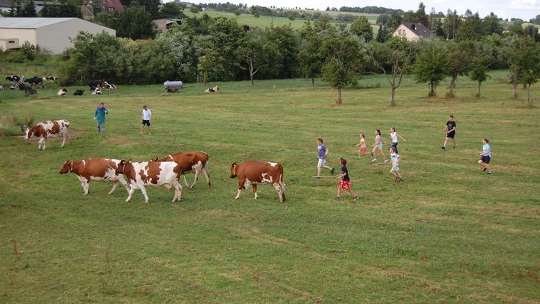 Eine Gruppe von Menschen läuft auf einer Wiese mit Kühen. Im Hintergrund sind Bäume und einige Gebäude zu sehen.